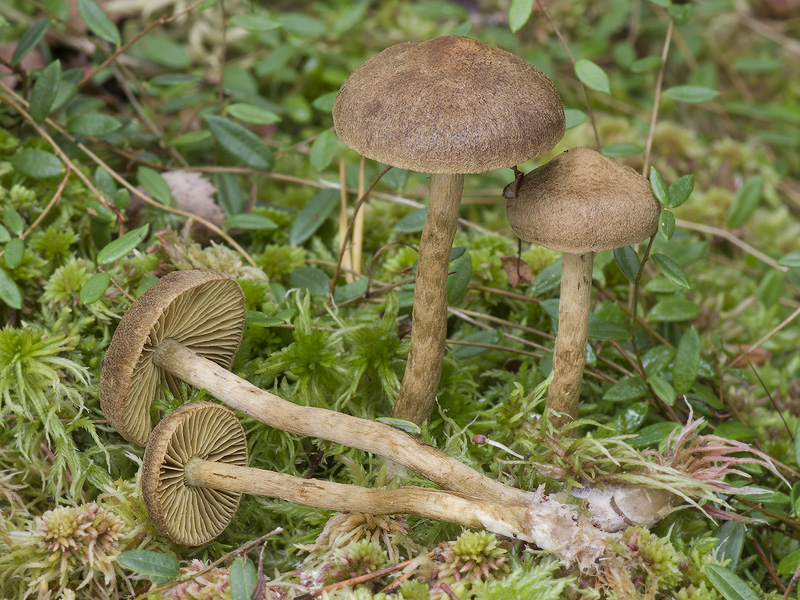 Cortinarius chrysolithus